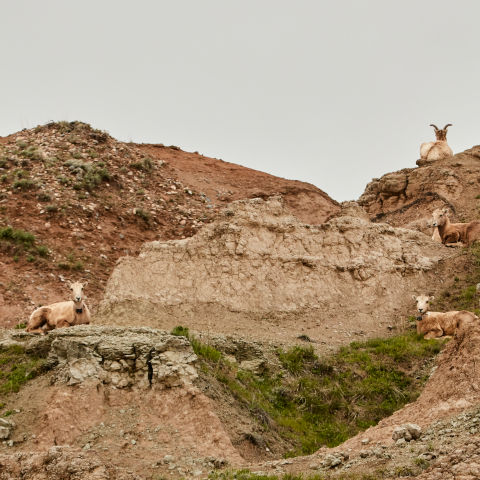 A family of mountain goats, high on a hill. 